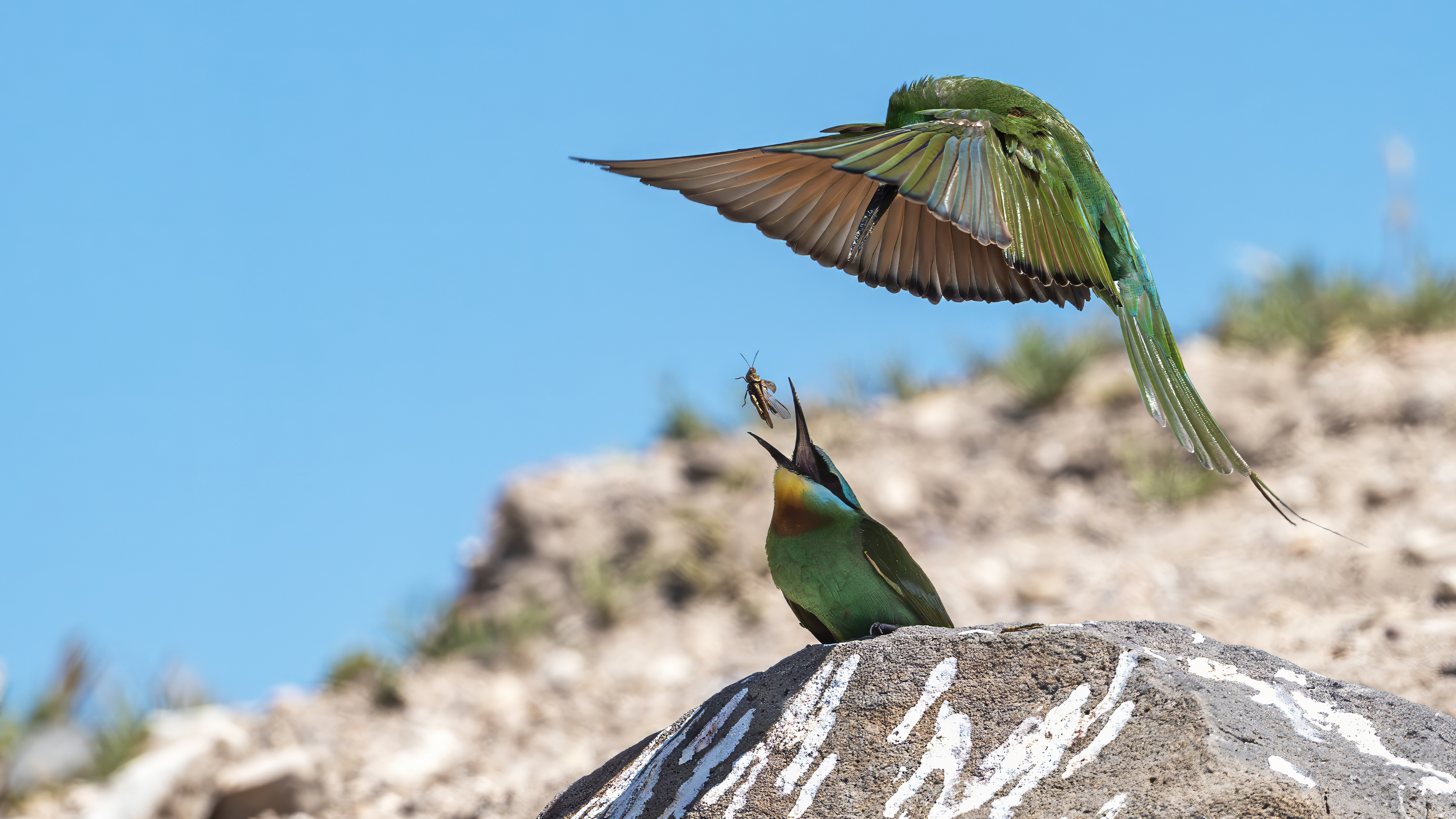 Blue-cheeked Bee-eater